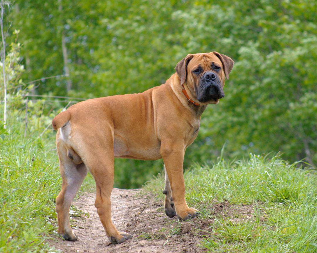 Boerboel