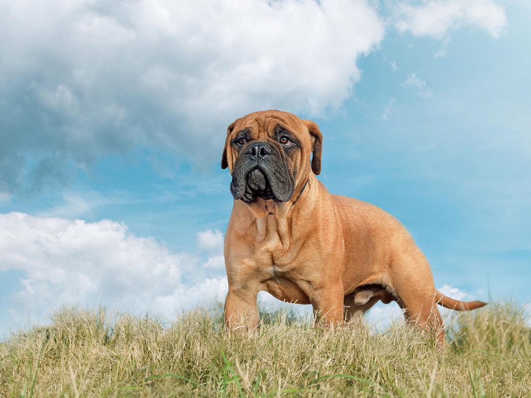 Bullmastiff