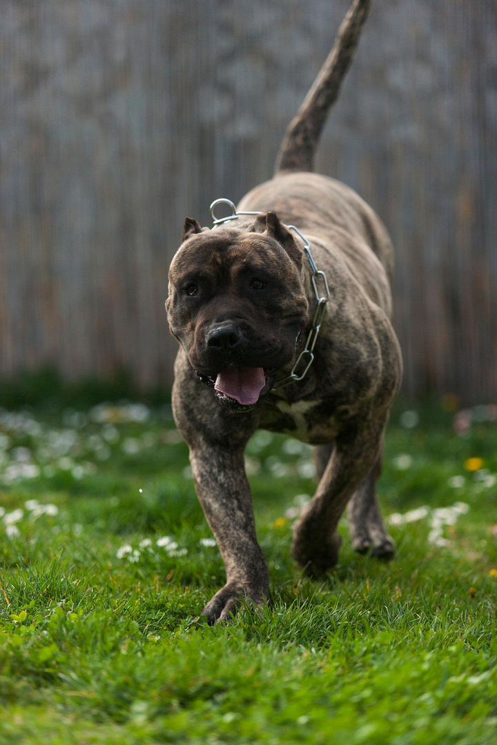 perro de pressa canario