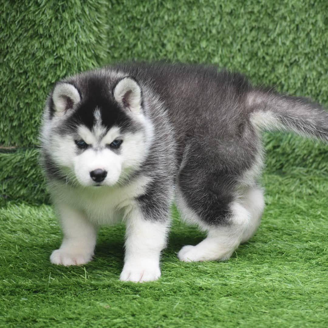 serbian husky puppy